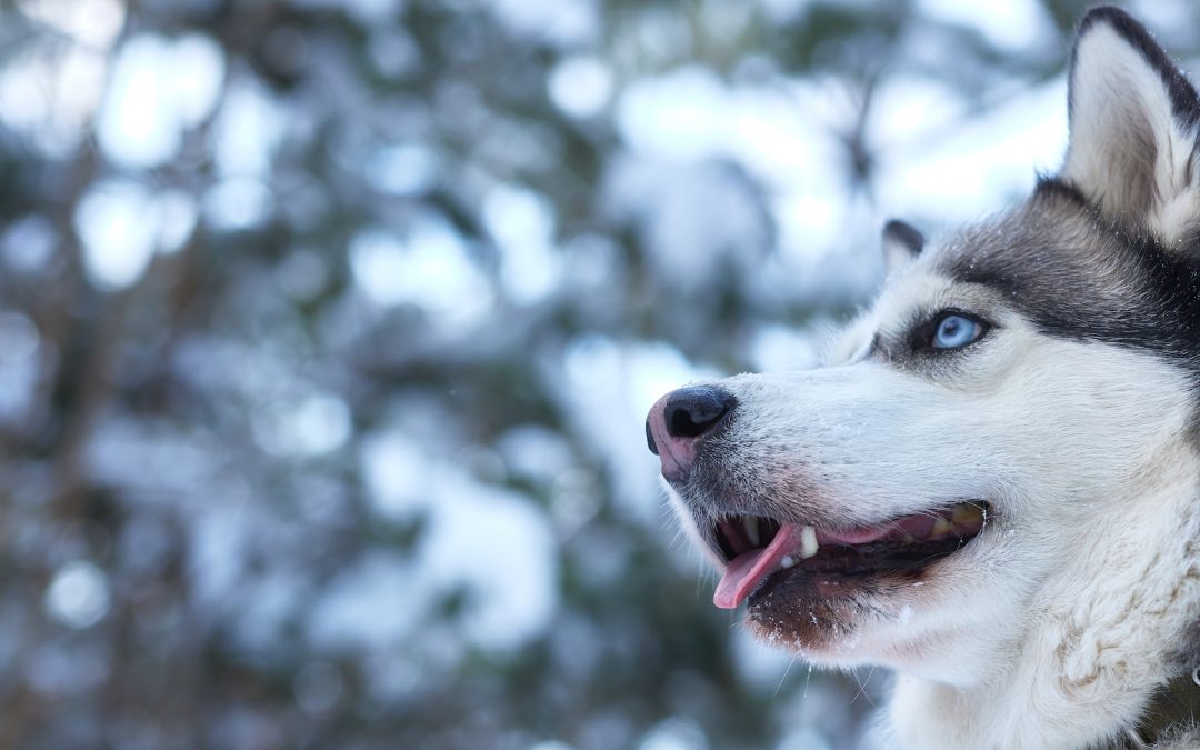 Godziny pracy Przychodni Weterynaryjnej Amicus w okresie świątecznym